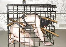 25P CAGE