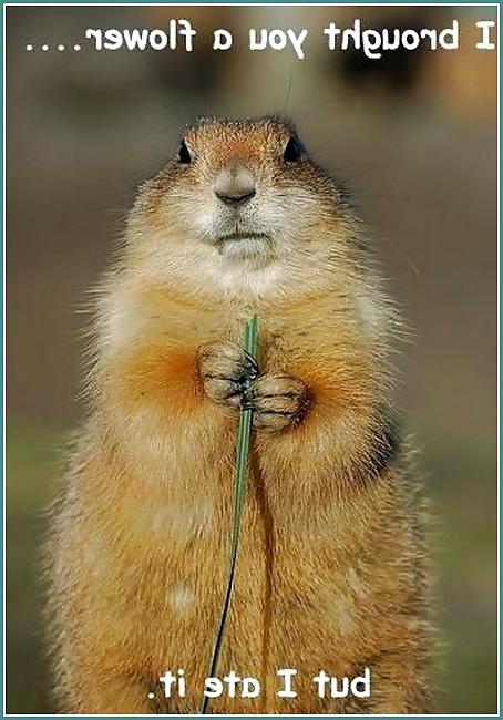 6P Humor for Lovers