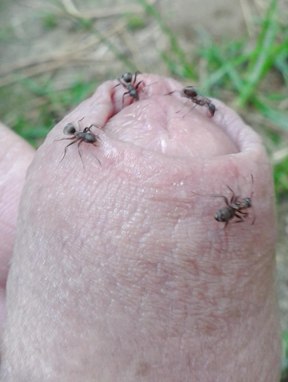 20P Ants on my penis