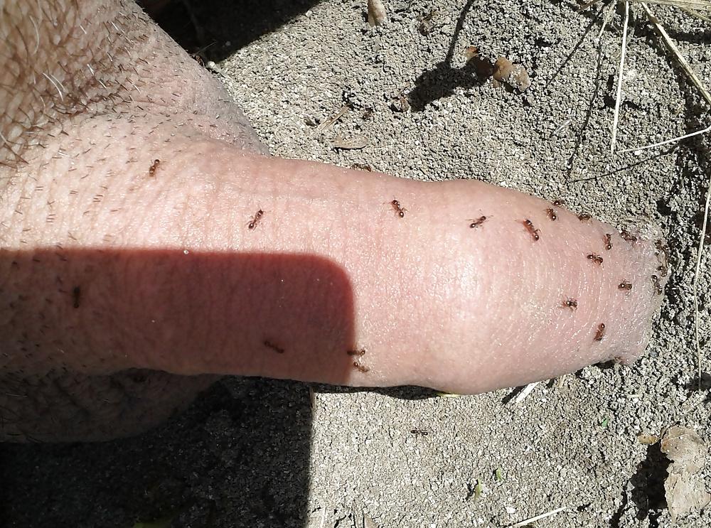 20P Ants on my penis