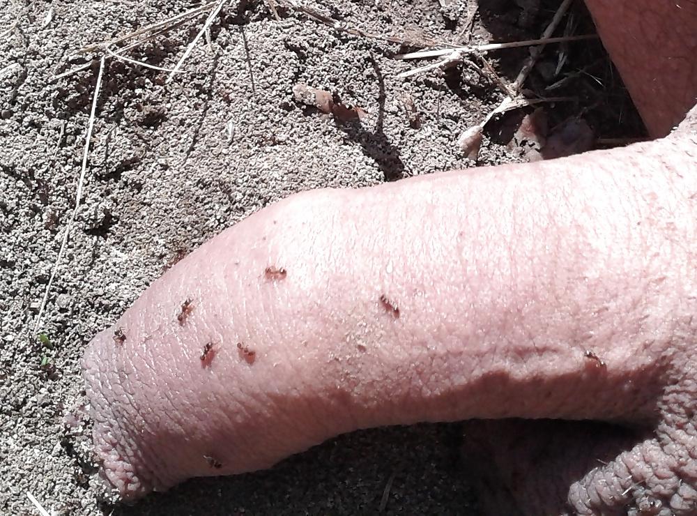 20P Ants on my penis