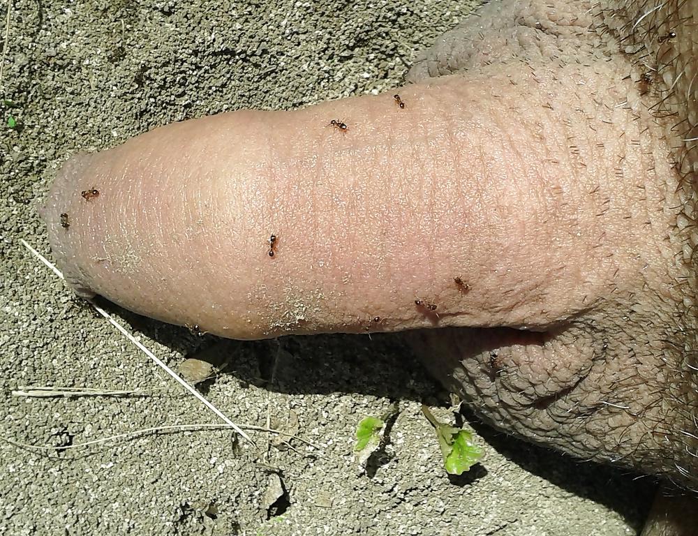 20P Ants on my penis