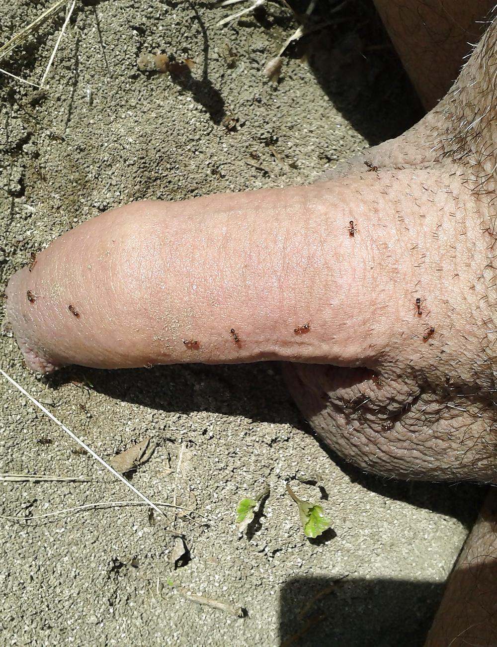 20P Ants on my penis