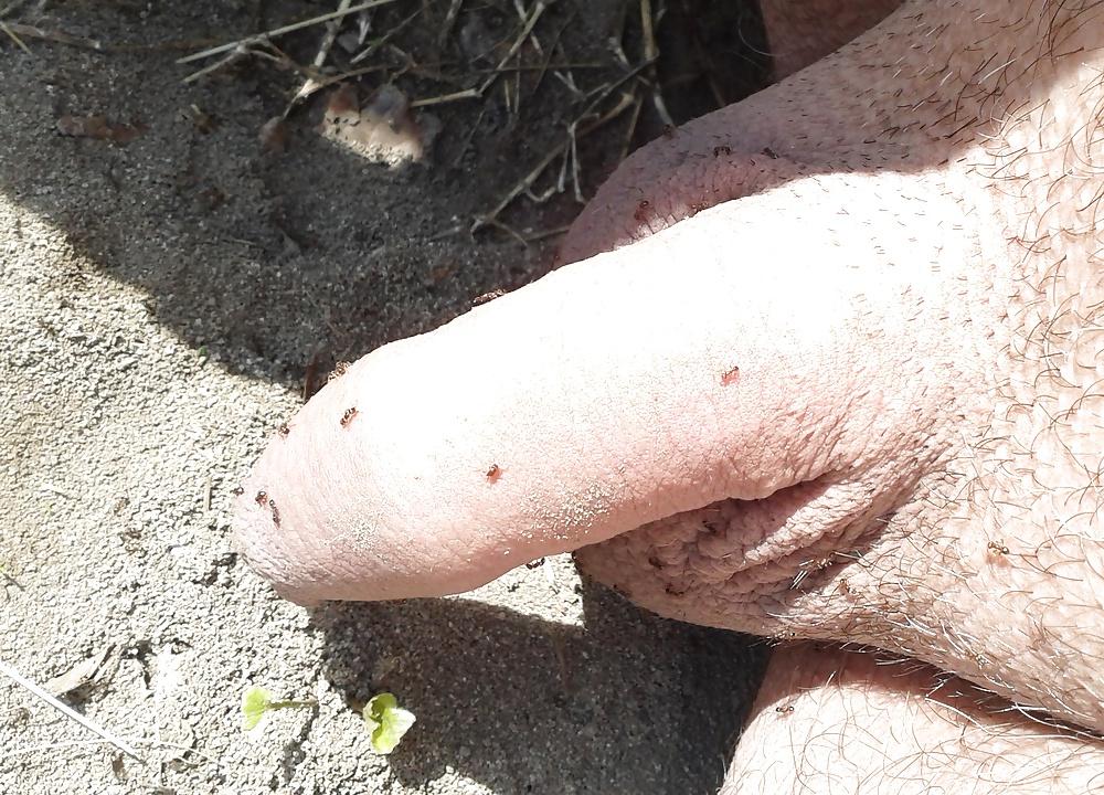 20P Ants on my penis