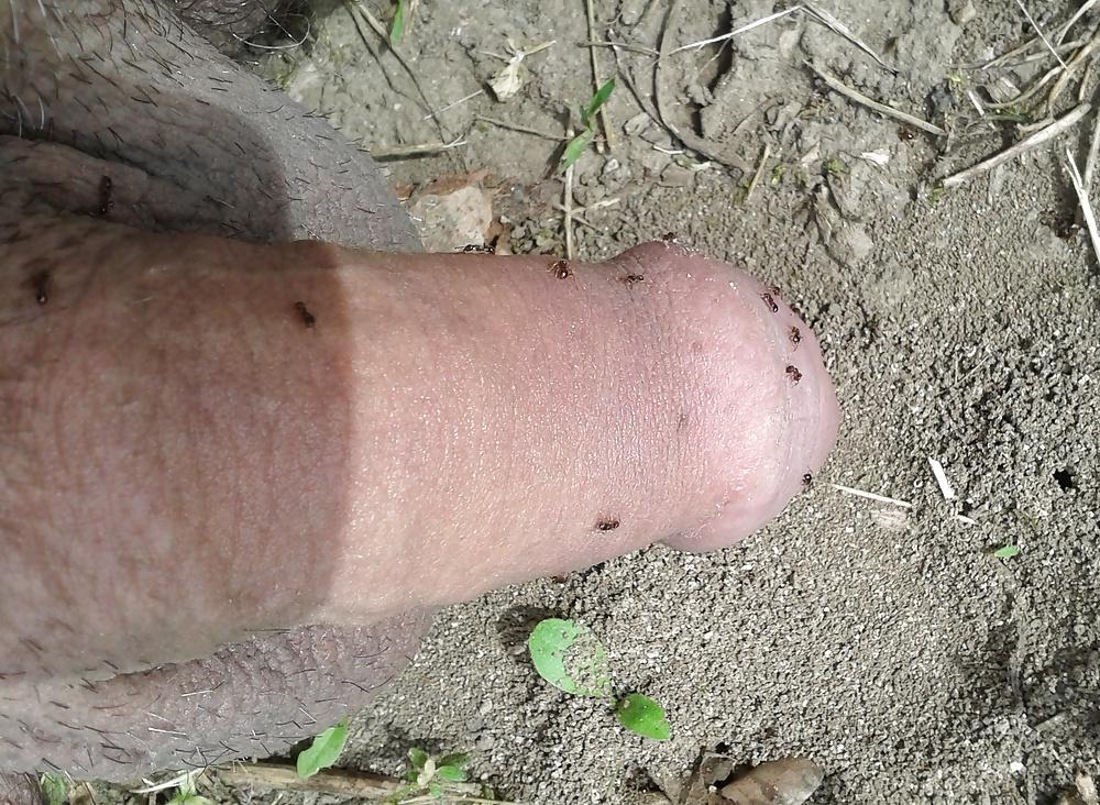 20P Ants on my penis