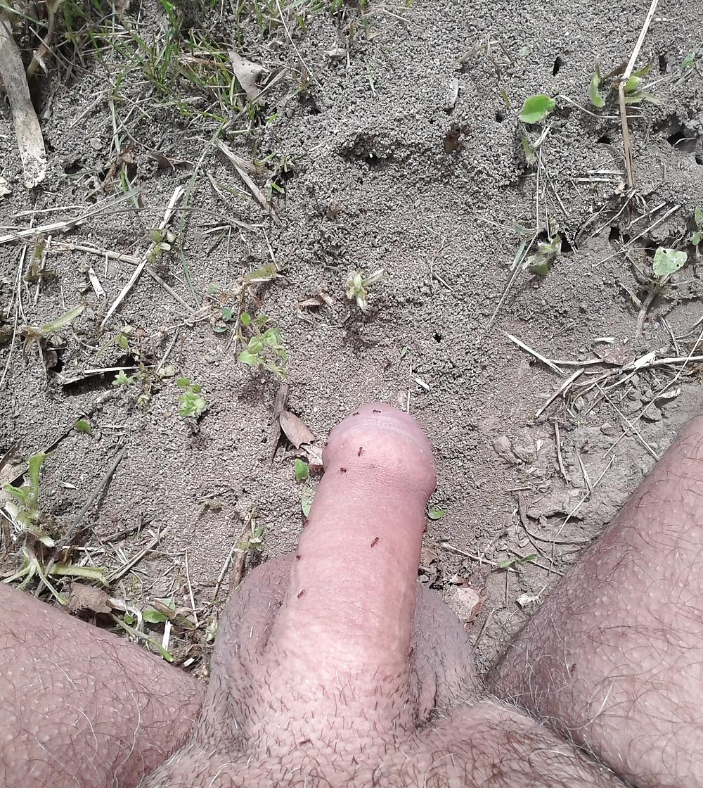20P Ants on my penis