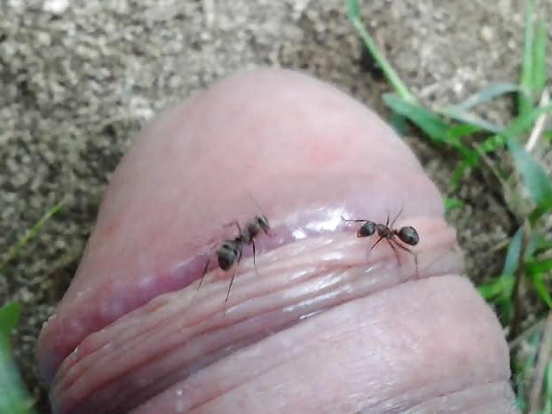 20P Ants on my penis