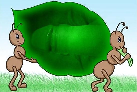20P Ants on my penis