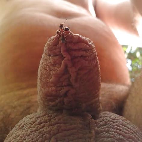 20P Ants on my penis