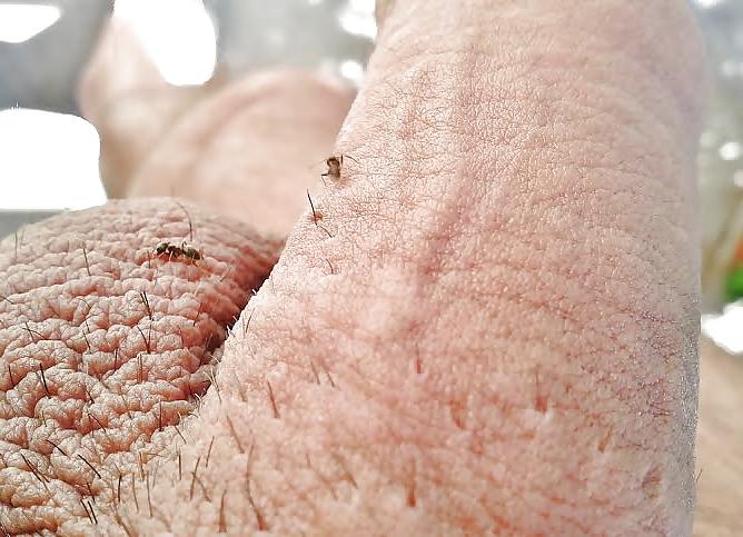 20P Ants on my penis