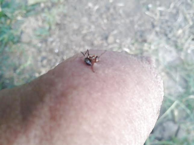 20P Ants on my penis