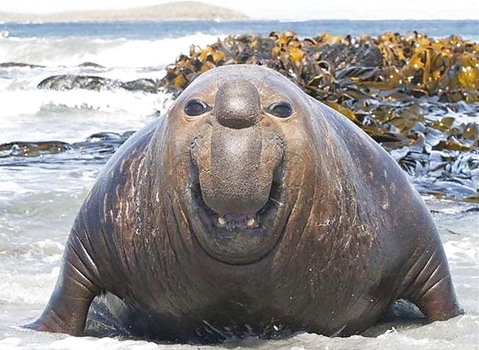 25P FUNNY ANIMAL