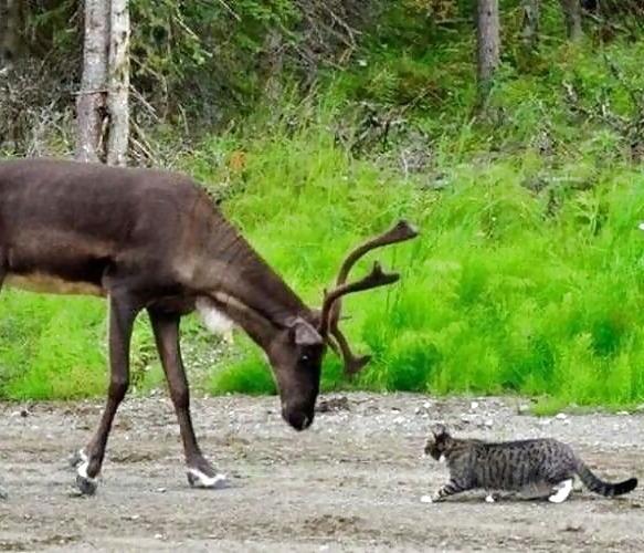 25P FUNNY ANIMAL