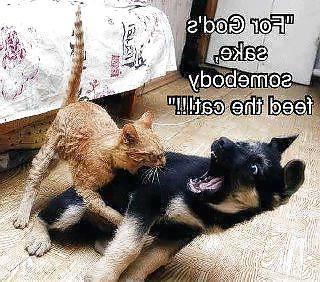 16P Funny Quotes Pics Mixed # 16