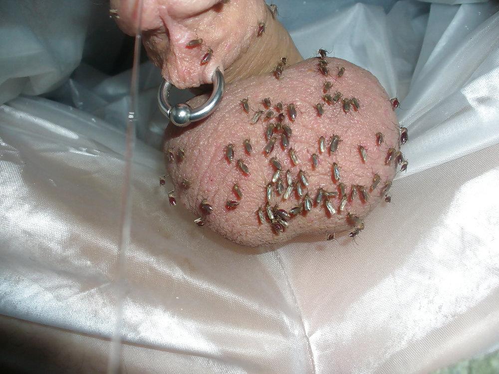 18P Mosquito love my penis 