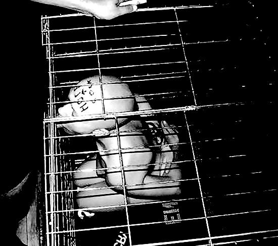 23P Cage 17!