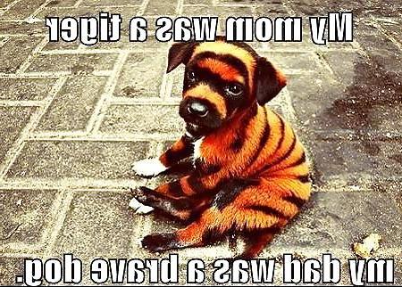 17P Funny quotes and pics #8