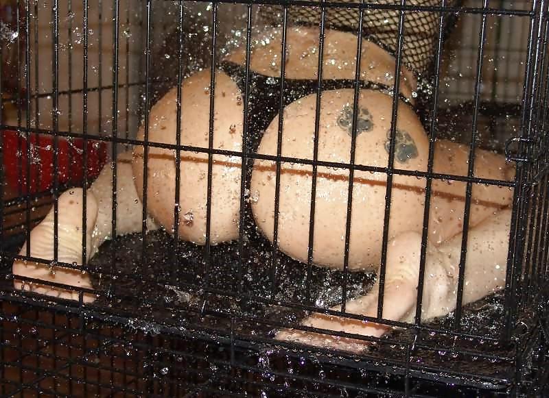 25P Girl in cage