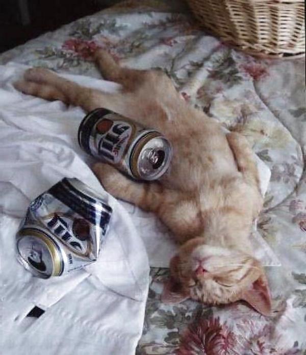 25P More Funny Pic's