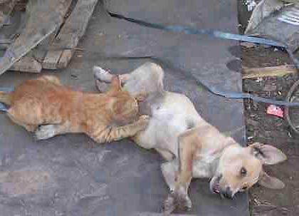 25P More Funny Pic's