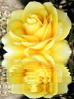 8P Romantic roses for your lovers and friends.