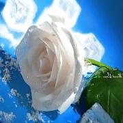 8P Romantic roses for your lovers and friends.