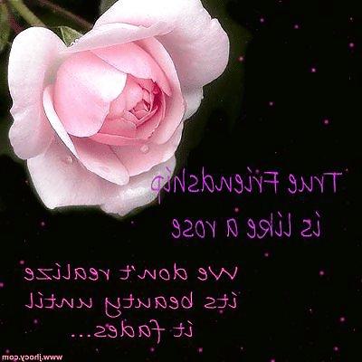 8P Romantic roses for your lovers and friends.
