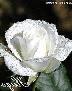 8P Romantic roses for your lovers and friends.