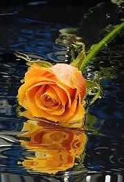 8P Romantic roses for your lovers and friends.