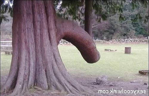 4P Funny pics 