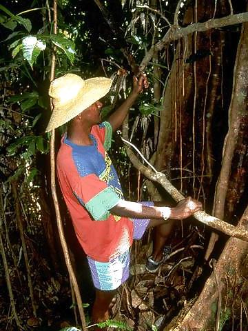 24P Blonde Liona getting three cocks in the jungle