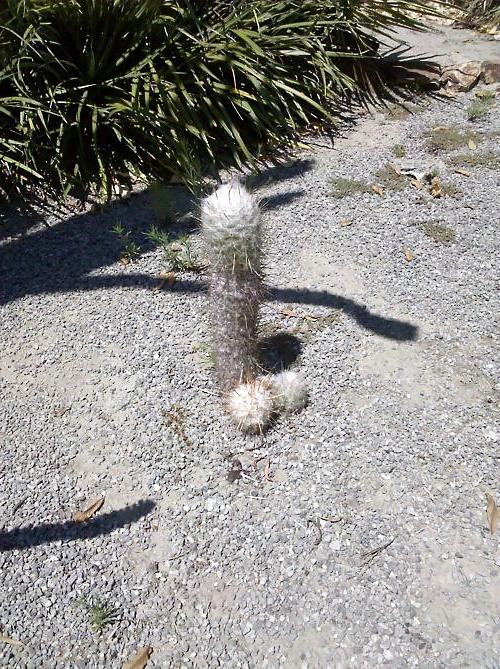 13P Accidental Penis