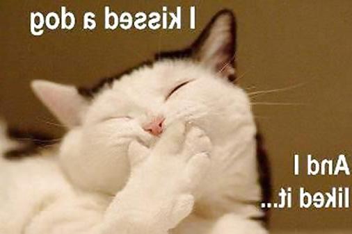 13P Funny Cats