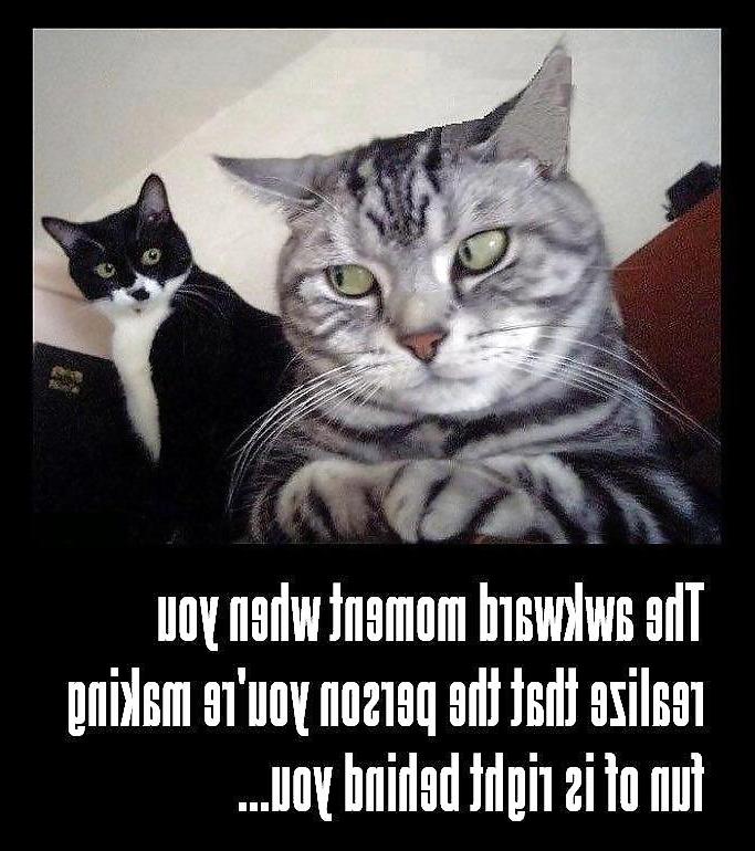 13P Funny Cats