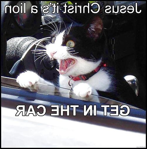 13P Funny Cats