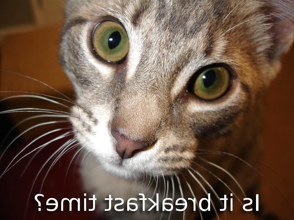 13P Funny Cats