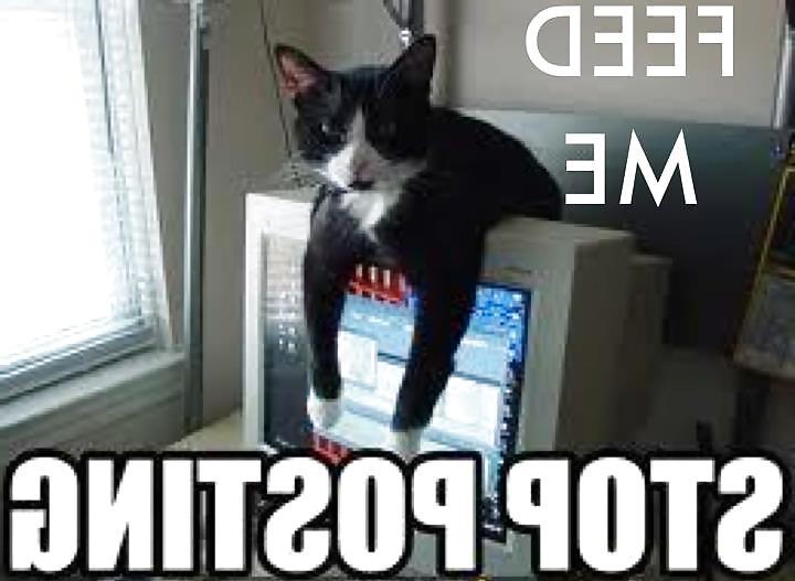 13P Funny Cats