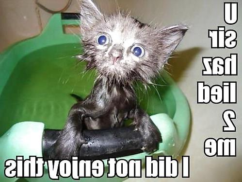 13P Funny Cats