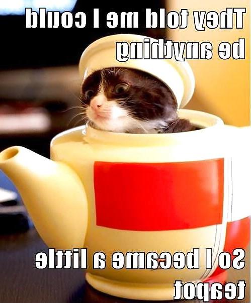 13P Funny Cats