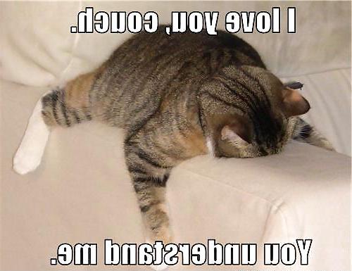 13P Funny Cats