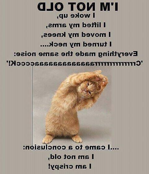 13P Funny Cats