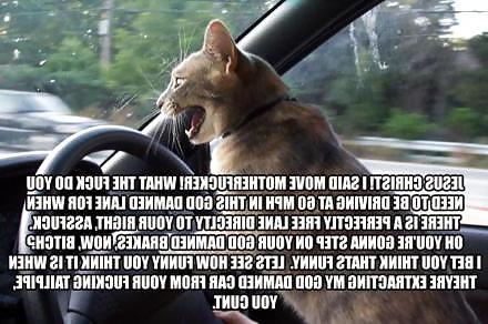 13P Funny Cats