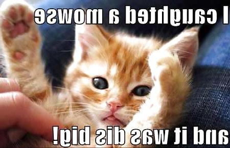 13P Funny Cats