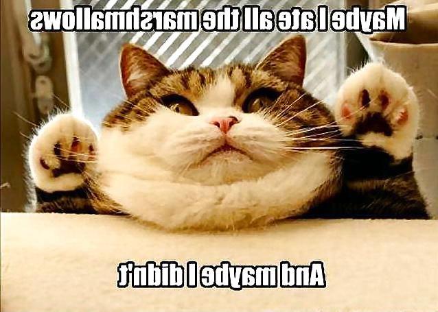 13P Funny Cats