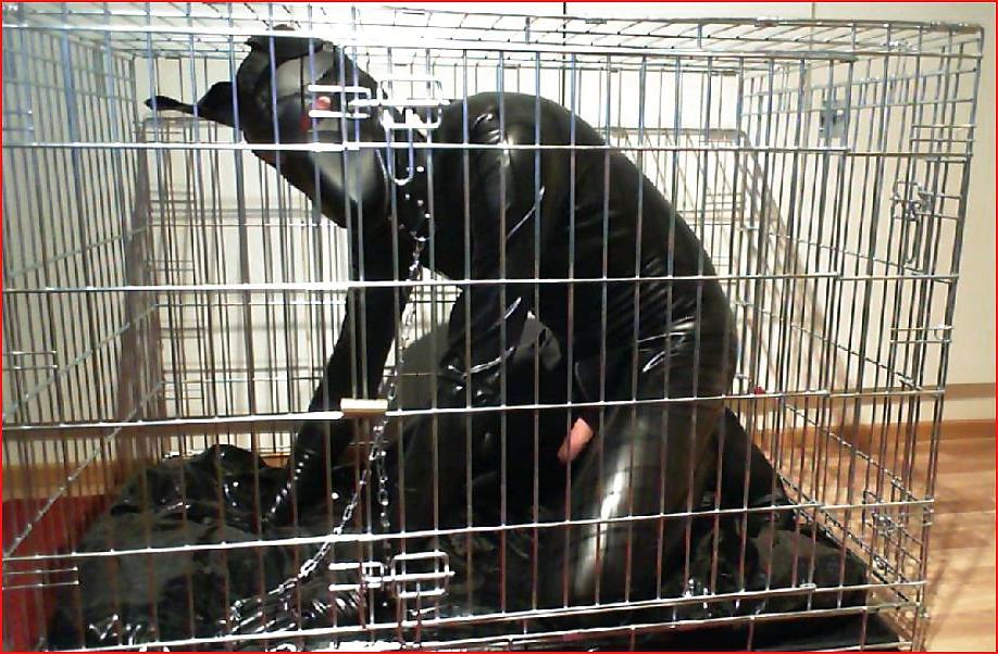 16P Dogs