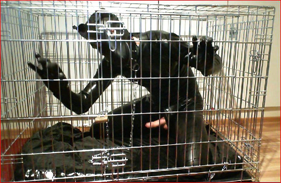 16P Dogs