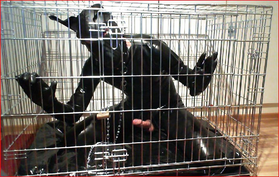 16P Dogs