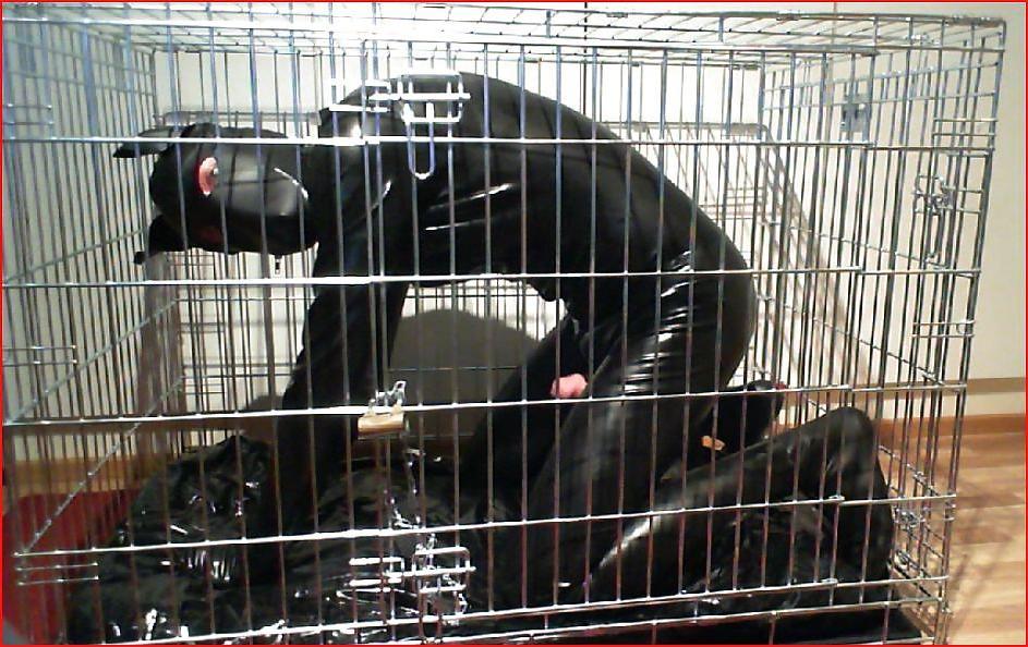 16P Dogs