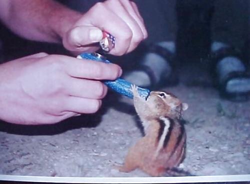 12P Fun Pictures with Animals