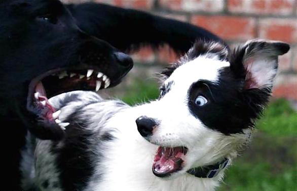 12P Fun Pictures with Animals